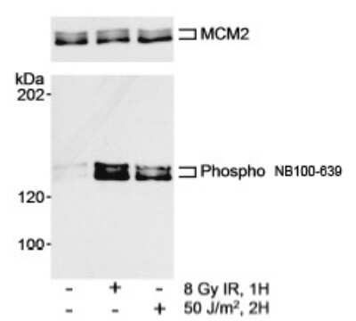 Western Blot: MCM2 [p Ser108] Antibody [NB100-639]